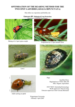 Optimisation of the Rearing Method for the Two Spot Ladybird (Adalia Bipunctata)