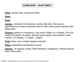 Ulmaceae – Elm Family