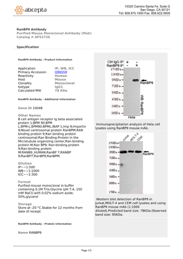 Ranbp9 Antibody Purified Mouse Monoclonal Antibody (Mab) Catalog # AP52736