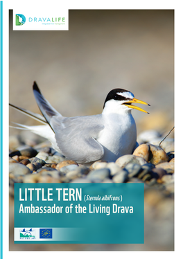 LITTLE TERN (Sternula Albifrons ) Ambassador of the Living Drava