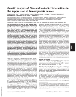 Genetic Analysis of Pten and Ink4a Arf Interactions in the Suppression of Tumorigenesis in Mice