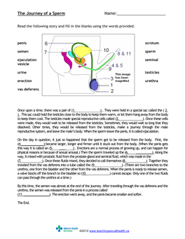 The Journey of a Sperm Name:______