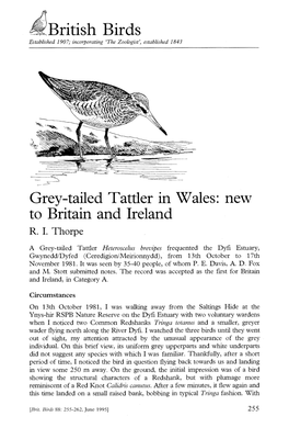 British Birds Grey-Tailed Tattler in Wales: New to Britain and Ireland