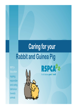 Caring for Your Rabbit and Guinea Pig Food