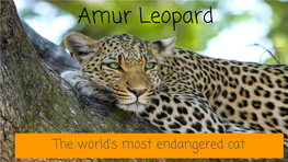 Amur Leopard