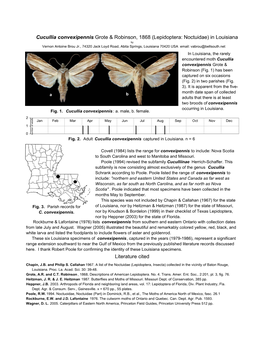 Lepidoptera: Noctuidae