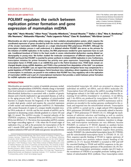 POLRMT Regulates the Switch Between Replication Primer