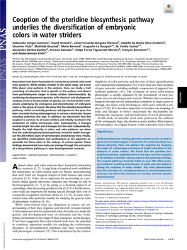 Cooption of the Pteridine Biosynthesis Pathway Underlies the Diversification of Embryonic Colors in Water Striders