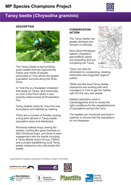 MP Species Champions Project Tansy Beetle (Chrysolina Graminis)