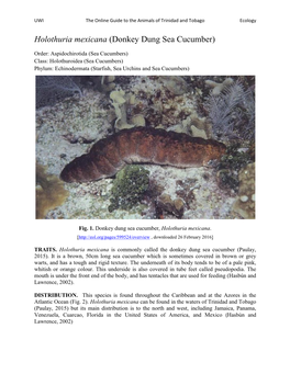 Holothuria Mexicana (Donkey Dung Sea Cucumber)