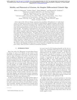 Motility and Phototaxis of Gonium, the Simplest Differentiated