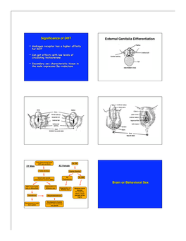 Significance of DHT External Genitalia Differentiation Brain Or Behavioral