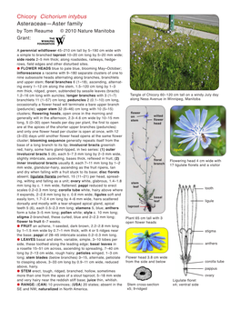 Chicory Cichorium Intybus Asteraceae—Aster Family by Tom Reaume © 2010 Nature Manitoba Grant