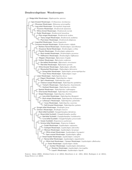 Dendrocolaptinae Species Tree