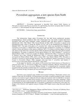 Pyrenidium Aggregatum, a New Species from North America