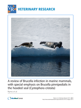 View of Brucella Infection in Marine Mammals, with Special Emphasis on Brucella Pinnipedialis in the Hooded Seal (Cystophora Cristata) Nymo Et Al