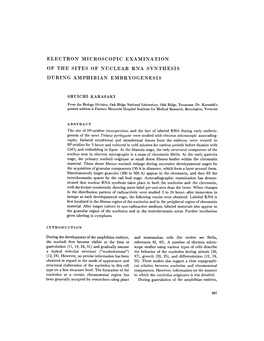 Electron Microscopic Examination of the Sites of Nuclear Rna Synthesis During Amphibian Embryogenesis