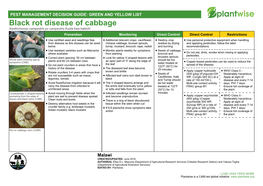 Black Rot Disease of Cabbage Xanthomonas Campestris Pv Campestris Kuola Kwa Kabichi Prevention Monitoring Direct Control Direct Control Restrictions