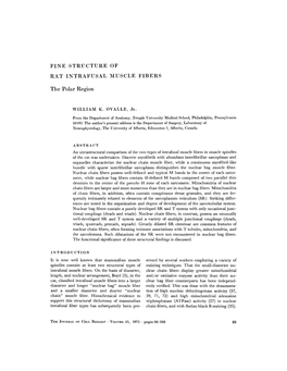 Fine Structure of Rat Intrafusal Muscle Fibers