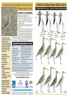 A Toolkit for Finding Slender-Billed Curlews