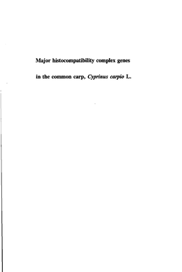 Major Histocompatibility Complex Genes in the Common Carp, Cyprinus Carpio L