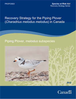 Piping Plover (Charadrius Melodus Melodus) in Canada