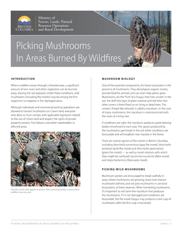 Picking Mushrooms in Areas Burned by Wildfires