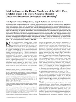 Brief Residence at the Plasma Membrane of the MHC Class I-Related Chain B Is Due to Clathrin-Mediated Cholesterol-Dependent Endocytosis and Shedding1