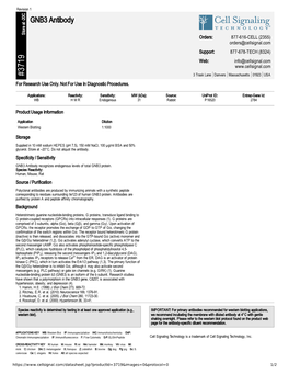 GNB3 Antibody A