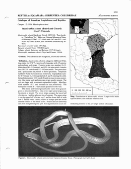 0638 Masticophis Schotti.Pdf (1.207Mb)