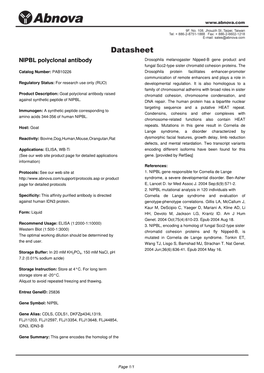 NIPBL Polyclonal Antibody Drosophila Melanogaster Nipped-B Gene Product and Fungal Scc2-Type Sister Chromatid Cohesion Proteins