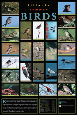 Llinois Common Birds Poster