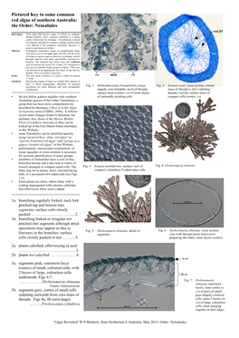 Pictured Key to Some Common Red Algae of Southern Australia: the Order: Nemaliales Rad Fil Red Algae