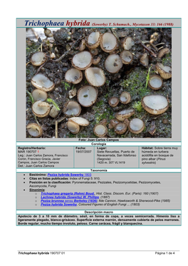 Trichophaea Hybrida (Sowerby) T. Schumach., Mycotaxon 33: 166 (1988)