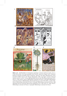 Mandrake in Frontispiece Paintings of Aniciae Julianae Codex, 512 CE: (Top) Dioscorides Receiving Mandrake from Euresis, Sketch by Singer (1927)