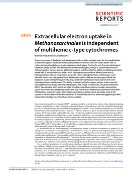 Extracellular Electron Uptake in Methanosarcinales Is Independent of Multiheme C-Type Cytochromes Mon Oo Yee & Amelia-Elena Rotaru*