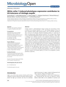 White Collar 1- Induced Photolyase Expression Contributes to UV