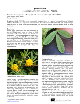 Yellow Alfalfa Medicago Sativa Ssp. Falcata (L.) Arcang