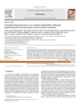 Functional Characterization of a Synthetic Hydrophilic Antifungal Peptide Derived from the Marine Snail Cenchritis Muricatus