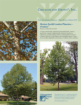 Ovation™ Platanus X Acerifolia ‘Morton Euclid’