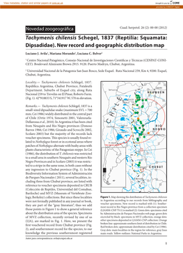 Tachymenis Chilensis Schegel, 1837 (Reptilia: Squamata: Dipsadidae)