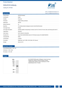 SIGLEC8 Antibody