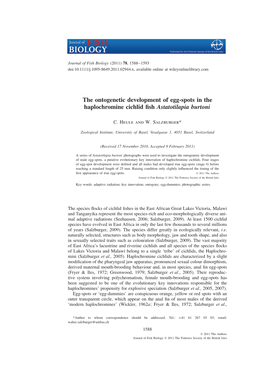 The Ontogenetic Development of Eggspots in the Haplochromine