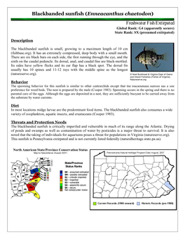 Blackbanded Sunfish (Enneacanthus Chaetodon)