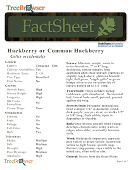 Hackberry Or Common Hackberry Celtis Occidentalis