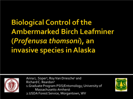 Biological Control of the Ambermarked Birch Leafminer