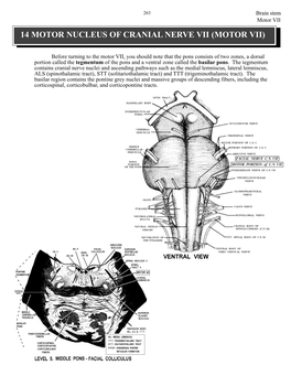 14 Motor Nucleus of Cranial Nerve Vii (Motor Vii)