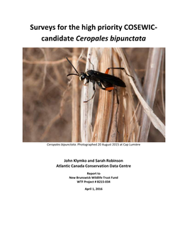 Candidate Ceropales Bipunctata