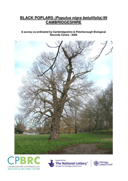 BLACK POPLARS (Populus Nigra Betulifolia) in CAMBRIDGESHIRE