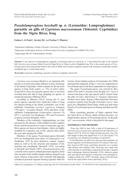 (Lernaeidae: Lamprogleninae) Parasitic on Gills of Cyprinion Macrostomum (Teleostei: Cyprinidae) from the Tigris River, Iraq